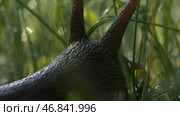 Close up of lovely big beautiful snail with moving antennae. Creative. Amazing cute slug on blurred green grass background with drops of water. Стоковое фото, фотограф Данил Руденко / Фотобанк Лори