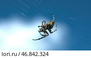 Close up of spider in a web on blurred blue sky background with clouds. Creative. Process of building a spider web by an insect, wild nature concept. Стоковое фото, фотограф Данил Руденко / Фотобанк Лори
