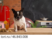 Французский бульдог с летним коктейлем и морскими звездами на столе на кухне. Стоковое фото, фотограф Pixel_shot / Фотобанк Лори