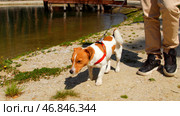 Playful young dog waking with owner by the small pond. Stock footage. Man and his dog on a walk on a summer day. Стоковое фото, фотограф Данил Руденко / Фотобанк Лори