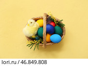 Корзина с покрашенными пасхальными яйцами, мимозой и цыпленком на желтом фоне. Стоковое фото, фотограф Pixel_shot / Фотобанк Лори