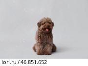 Милая собака породы пудель и мыльные пузыри на сером фоне. Стоковое фото, фотограф Pixel_shot / Фотобанк Лори
