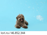 Милый пудель и мыльные пузыри на синем фоне. Стоковое фото, фотограф Pixel_shot / Фотобанк Лори