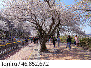 Цветение сакуры в Сеуле, Южная Корея, Парк Йоидо (Yeouido Park) Редакционное фото, фотограф Римма Тельнова / Фотобанк Лори