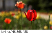 Beautiful tulip flowers in a city alley, beautification of the urban territory. Стоковое фото, фотограф David Kashakhi / Фотобанк Лори