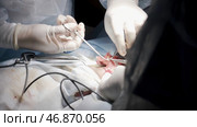 Close up of professional surgeons sewing up an open wound during medical procedure. Стоковое фото, фотограф David Kashakhi / Фотобанк Лори