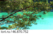 Pine tree branches swaying in the wind on breathtaking turquoise lake or river background. Стоковое фото, фотограф David Kashakhi / Фотобанк Лори