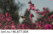 Spider web in the sun with waterdrops on blooming pink flowers background. Стоковое фото, фотограф David Kashakhi / Фотобанк Лори