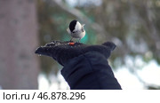 Close up for titmouse is fed from a hand in black glove and flyes away in a winter, snowy forest. Стоковое фото, фотограф David Kashakhi / Фотобанк Лори