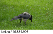 Black jungle crow standing and eating a piece of bread on the green grass. Стоковое фото, фотограф David Kashakhi / Фотобанк Лори
