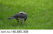 Black jungle crow standing and eating a piece of bread on the green grass. Стоковое фото, фотограф David Kashakhi / Фотобанк Лори