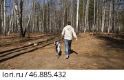 Man walking with a Dalmatian dog, view from the back. Стоковое фото, фотограф David Kashakhi / Фотобанк Лори