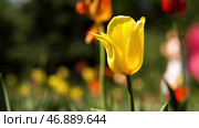 Colorful spring flowers on blurred background, beautification of the urban territory. Стоковое фото, фотограф David Kashakhi / Фотобанк Лори