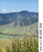 View on Altai valley from mountain pass Chike-Taman. Cirsium bushes are on foreground. Стоковое фото, фотограф Сергей Пристяжнюк (Serg Zastavkin) / Фотобанк Лори
