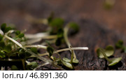 Vitamin dietary microgreen of mustard falling down on wooden rustic surface, food and gastronomy concept. Стоковое фото, фотограф David Kashakhi / Фотобанк Лори