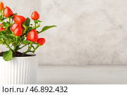 Перечное дерево в горшке на светлом фоне крупным планом. Стоковое фото, фотограф Pixel_shot / Фотобанк Лори