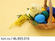 Корзина с покрашенными пасхальными яйцами, мимозой и цыпленком на желтом фоне. Стоковое фото, фотограф Pixel_shot / Фотобанк Лори