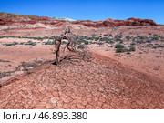 Colored mountains of Aktau, saxaul, growing on cracked, clay soil (2017 год). Стоковое фото, фотограф Андреева Тамара Викторовна / Фотобанк Лори
