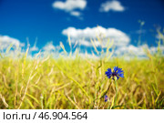 Vibrant Cornflower in a Scenic Rural Field Under Blue Sky. Стоковое фото, фотограф Мара Фрибус / Фотобанк Лори