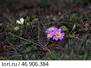 Фиолетовые примулы на клумбе крупным планом ранней весной. Стоковое фото, фотограф Snezka / Фотобанк Лори