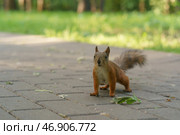 Белка на дорожке в парке весной (2019 год). Стоковое фото, фотограф YuryKara / Фотобанк Лори