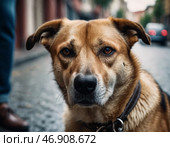 A dog with expressive eyes stands on a cobblestone road, gazing curiously at the surroundings. The town is alive with soft streetlights and the distant sounds of evening activity AI. Стоковое AI-изображение, AI-художник Юлия Петровская / Фотобанк Лори