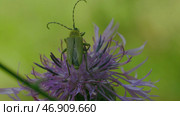 Small flowers on which dragonflies and a grasshopper sit and wiggle their whiskers and the sun shines on them. Стоковая иллюстрация, иллюстратор David Kashakhi / Фотобанк Лори