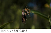 A small spider that is entangled in its web is trying to lift a huge dark insect . Стоковое фото, фотограф David Kashakhi / Фотобанк Лори
