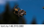 The spider is trying to move a large dry object on its web against the background of the blue daytime sky. Стоковое фото, фотограф David Kashakhi / Фотобанк Лори