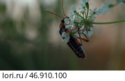 Macro photography of flowers on which insects crawl in the grass. Стоковое фото, фотограф David Kashakhi / Фотобанк Лори