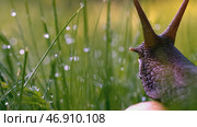 Snail antennae in green grass and dew. Стоковое фото, фотограф David Kashakhi / Фотобанк Лори