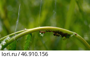 A small black ant runs through the green grass with drops of water. Стоковое фото, фотограф David Kashakhi / Фотобанк Лори