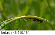 A small black ant runs through the green grass with drops of water. Стоковое фото, фотограф David Kashakhi / Фотобанк Лори