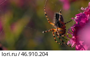 Bright purple flowers with cobwebs on which he hangs on his paws. Стоковое фото, фотограф David Kashakhi / Фотобанк Лори