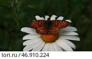 Bright butterflies in nature sitting on flowers in the grass in the summer. Стоковое фото, фотограф David Kashakhi / Фотобанк Лори