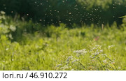 Creative.A lot of flies are circling around the flowers and the sun is shining brightly on them. Стоковое фото, фотограф David Kashakhi / Фотобанк Лори