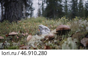 Several brown mushrooms have grown in the meadow. Стоковое фото, фотограф David Kashakhi / Фотобанк Лори