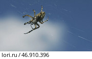 Close-up of large spider on web on background of sky. Стоковое фото, фотограф David Kashakhi / Фотобанк Лори