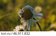 Flower plant chamomile with a small spider on its top on blurred green background. Стоковое фото, фотограф David Kashakhi / Фотобанк Лори