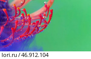 Extreme close up of a stunning dark pink unusual flower placed underwater. Стоковое фото, фотограф David Kashakhi / Фотобанк Лори