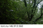 Green large trees where plants are located everywhere that grow even on the mountains and a bright light from the sky is visible. Стоковое фото, фотограф David Kashakhi / Фотобанк Лори
