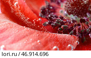 The insides are red.Stock footage.Bright red flowers in the water that are removed and they show small bubbles that accumulate on them. Стоковое фото, фотограф David Kashakhi / Фотобанк Лори