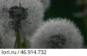 Big dandelions with dew and rain on them.Dripping drops enveloped the fluff of the flower and just green grass and rain can be seen in the background. Стоковое фото, фотограф David Kashakhi / Фотобанк Лори