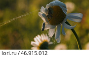 A long cobweb on a set flowers.Creative.Macro photography of nature on which a small spider sits in a flower that tangled a web on a camomile in the grass. Стоковое фото, фотограф David Kashakhi / Фотобанк Лори