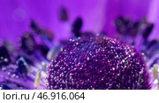A bright flower in the water on which there are large drops of water and which shimmers from the light that falls on it. Стоковое фото, фотограф David Kashakhi / Фотобанк Лори