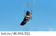 The spider takes a large gray stone and carries it along the web and in the background you can see a bright blue cloudless sky. Стоковое фото, фотограф David Kashakhi / Фотобанк Лори