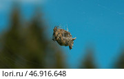 A natural web on which hangs a cocoon of insects and some tangled branches against the background of tall trees and a blue daytime sky. Стоковое фото, фотограф David Kashakhi / Фотобанк Лори