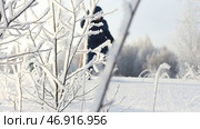 A view of small trees and twigs that stand in the inii and snow and a man on skis who is walking along the highway is visible from behind. Стоковое фото, фотограф David Kashakhi / Фотобанк Лори