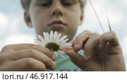 Divination and superstition on chamomile petals. Стоковое фото, фотограф David Kashakhi / Фотобанк Лори