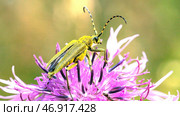 A bug sitting on a blooming flower on blurred green meadow background. Стоковое фото, фотограф David Kashakhi / Фотобанк Лори